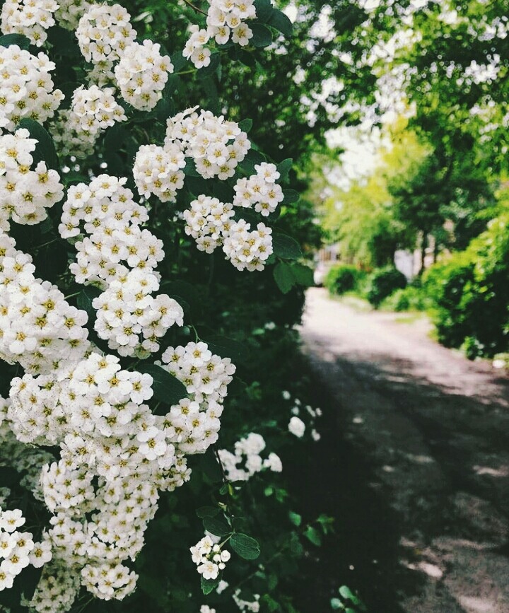 Цветы и дорога (♥ω♥*)