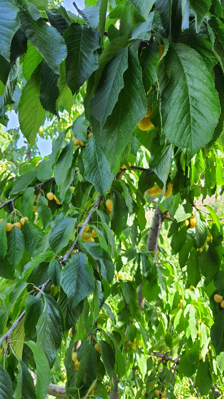 yellow cherries