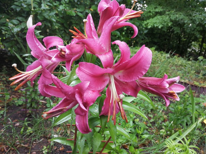 lily