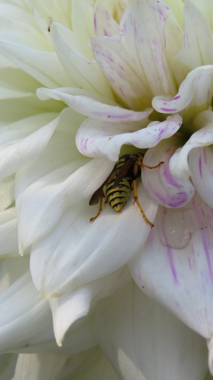 flowers & insects