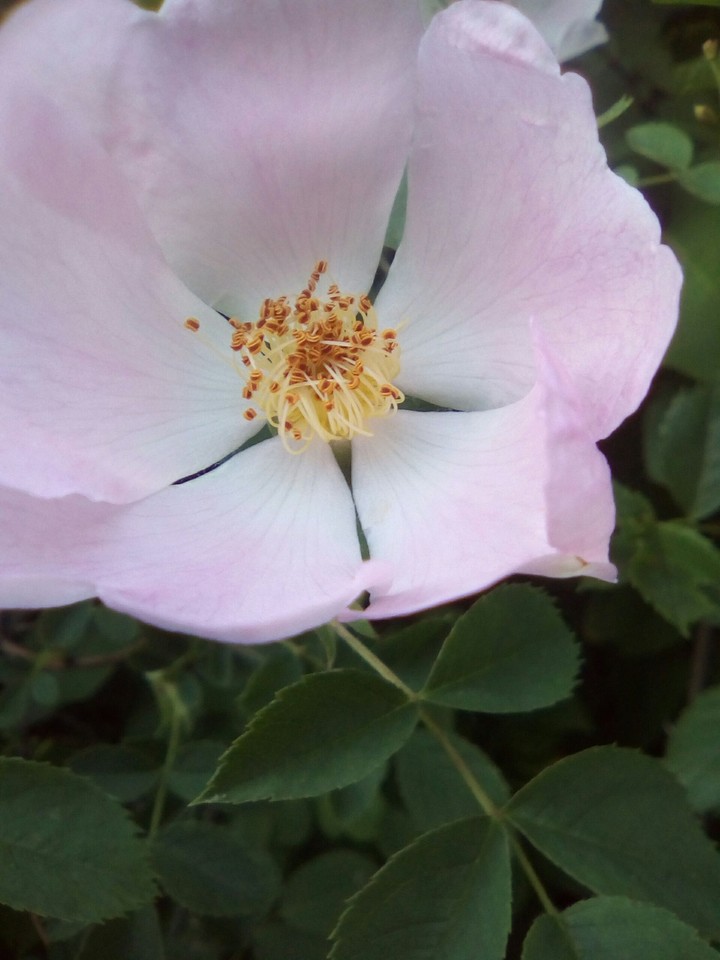 Beautiful flower!  