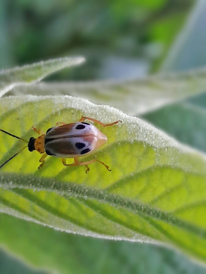 Ladybug