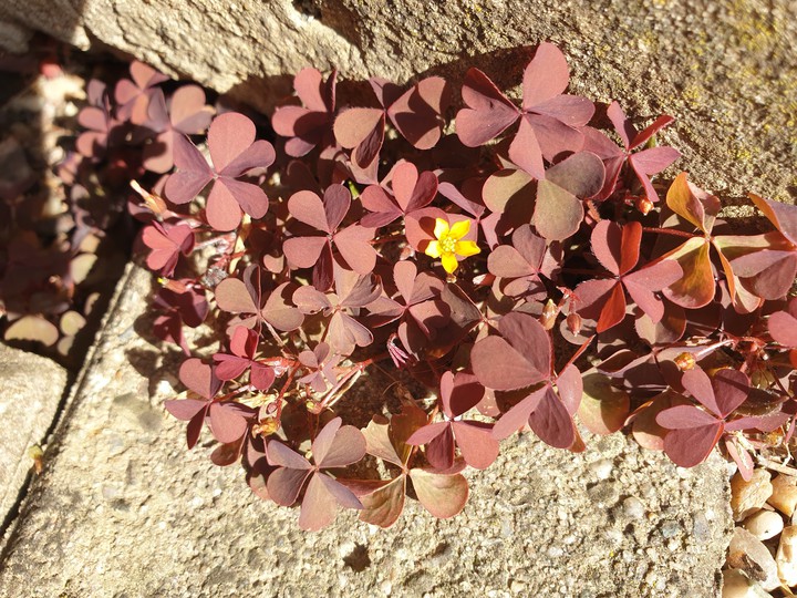 Herbst