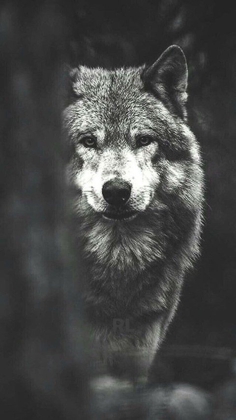 siyah, snout wallpapers