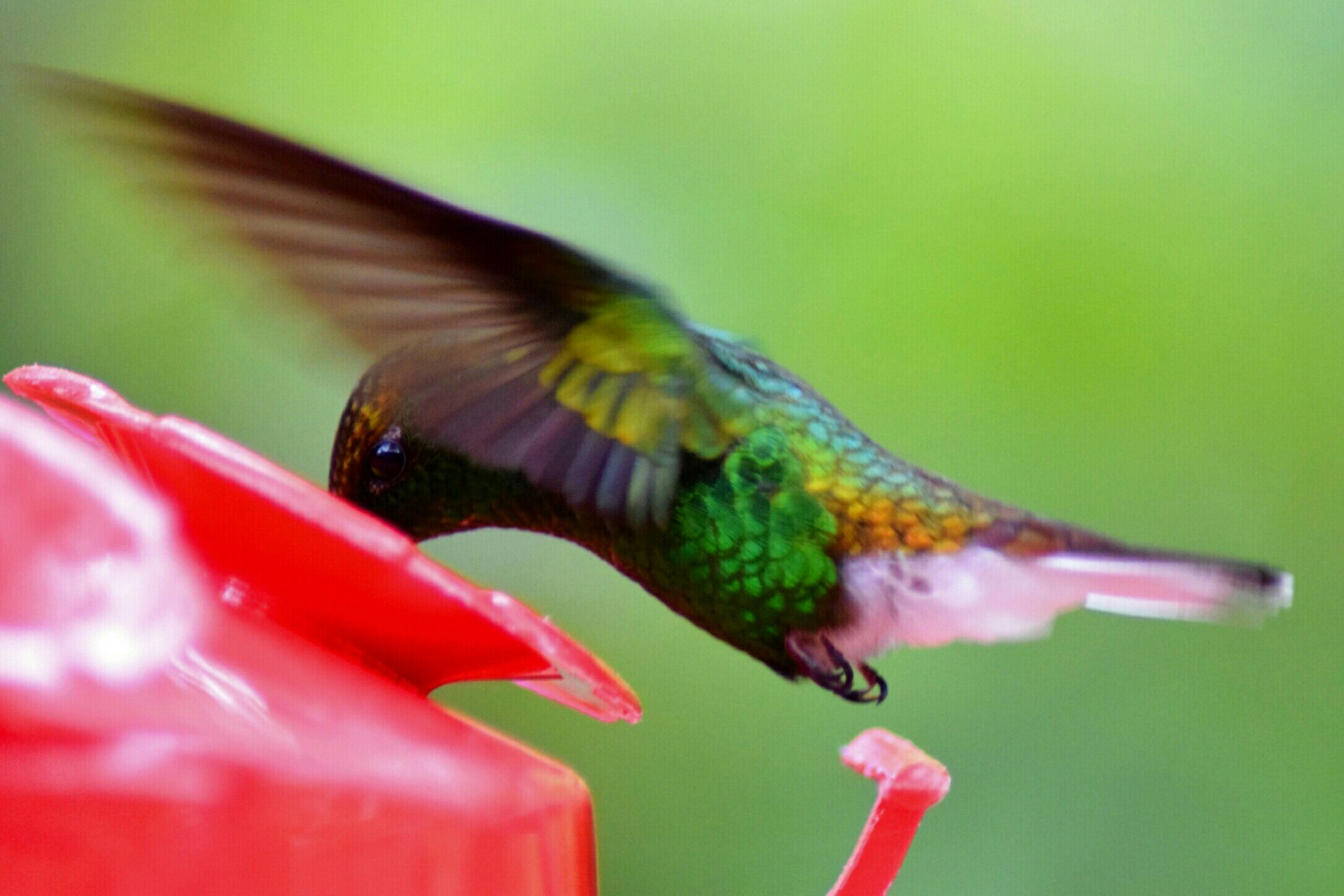 Hummingbird