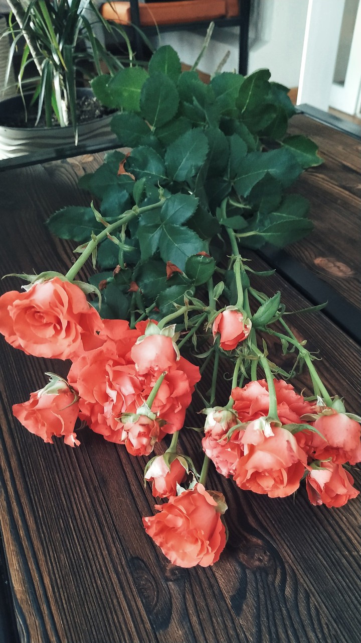 rose