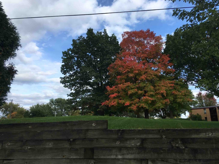 Autumn Trees