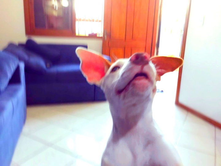 pipoca
