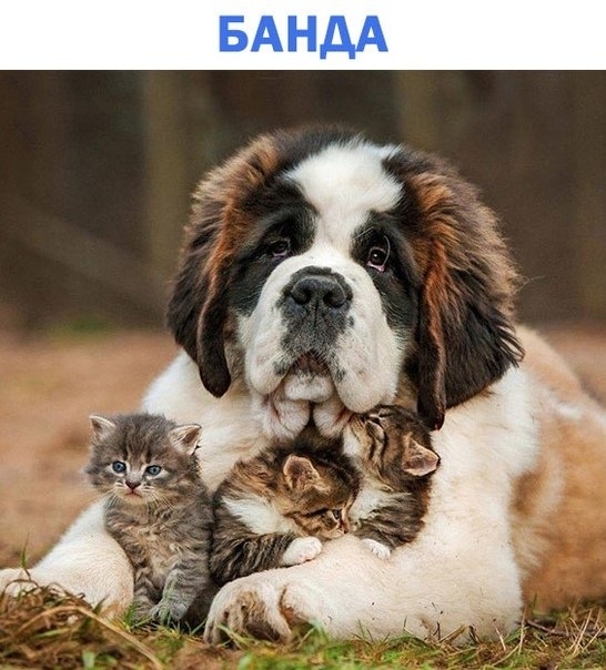 банда