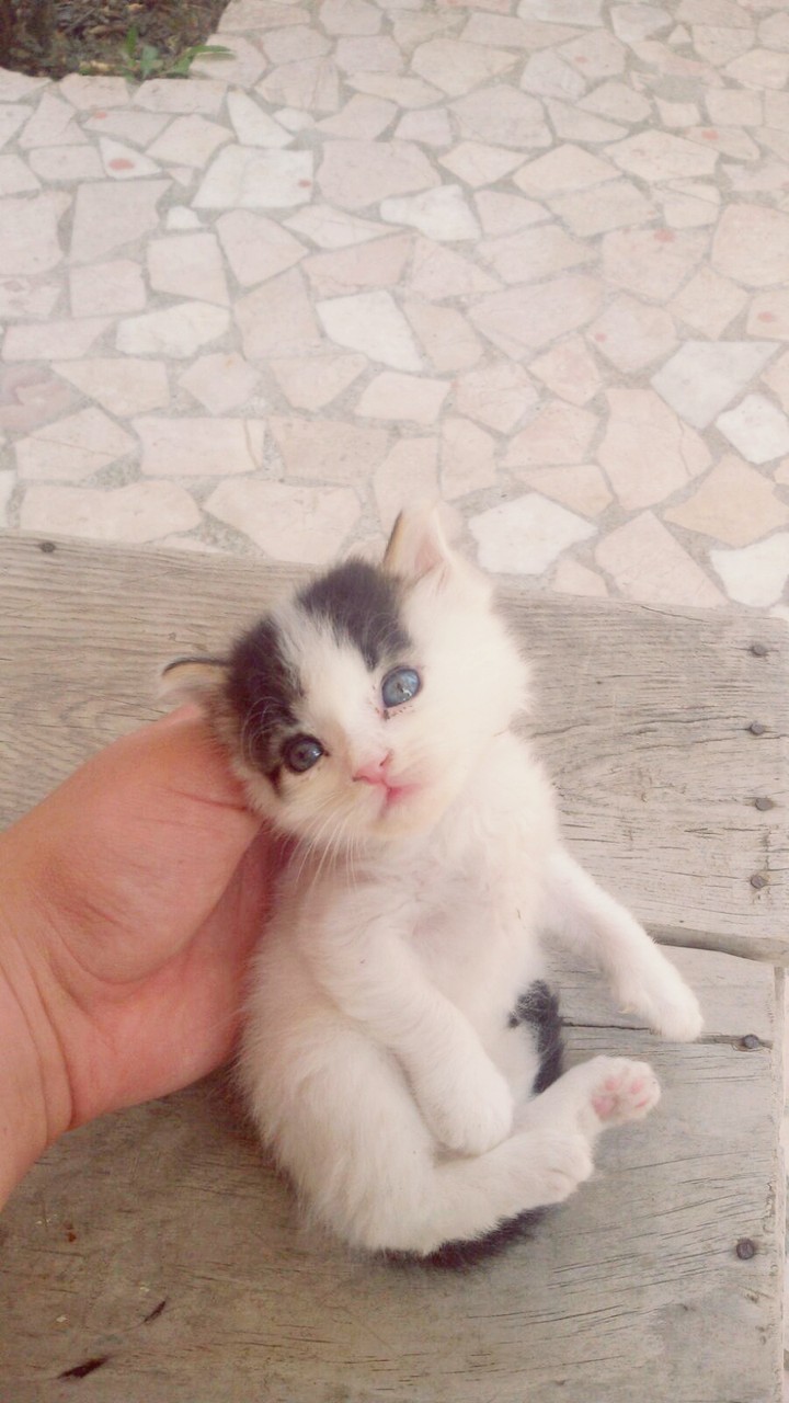 Kediii
