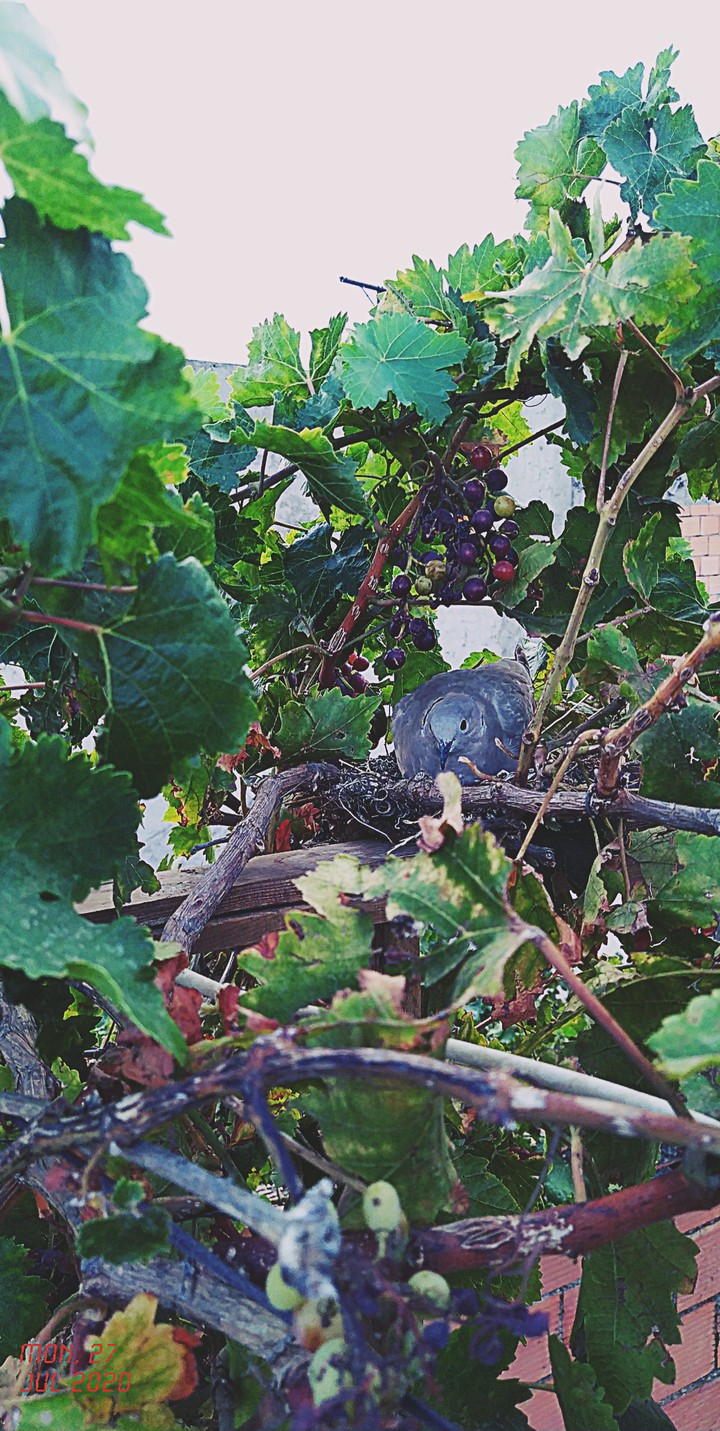 A bird's nest