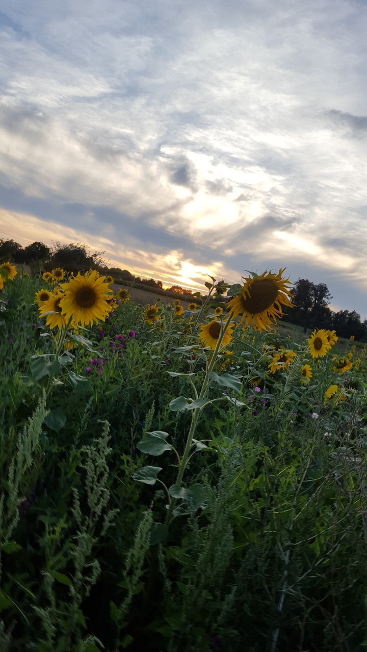Sunflowers