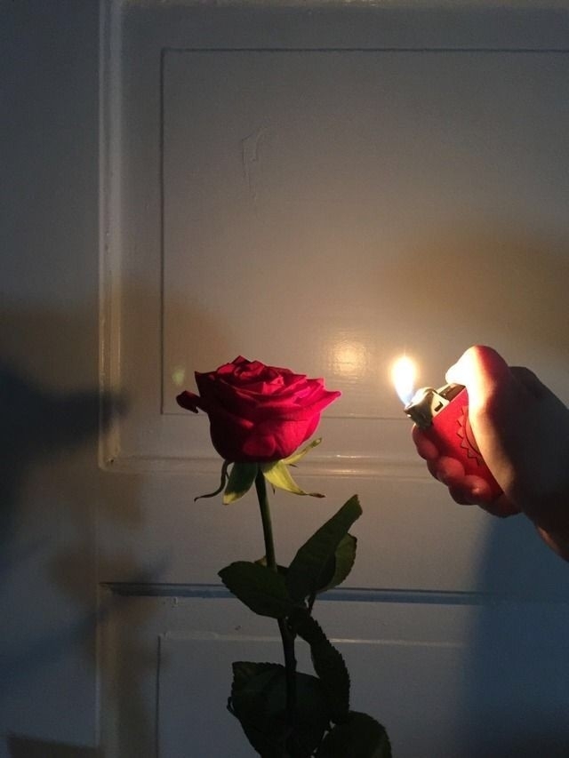 rose