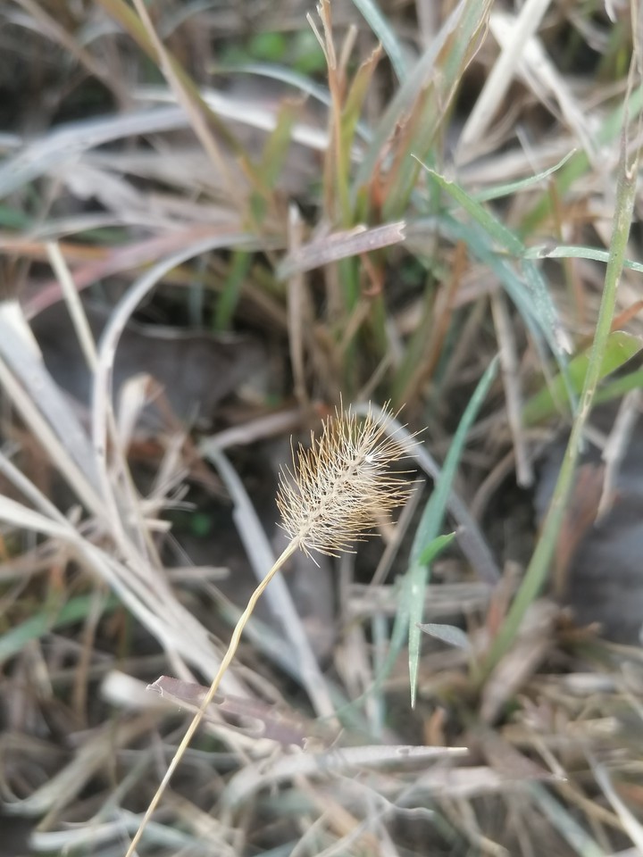 Beutiful And Original mobile phone captured photoes