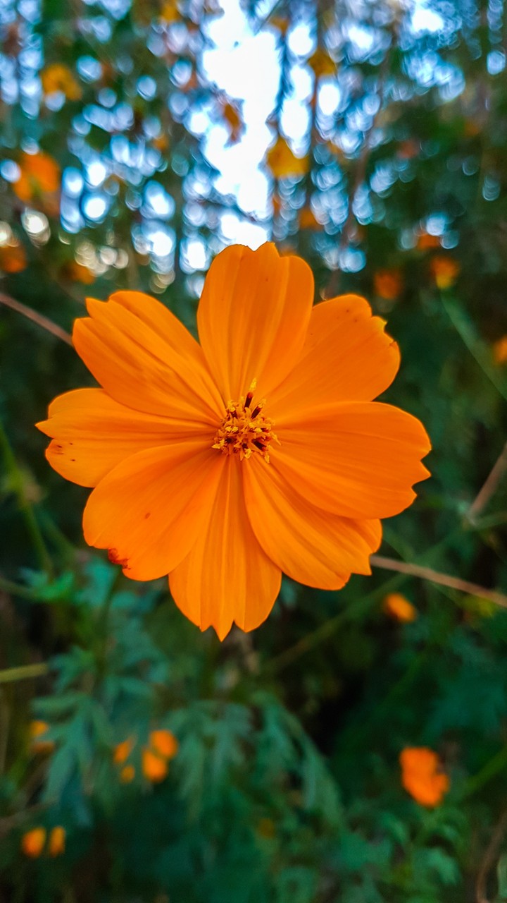Flowers