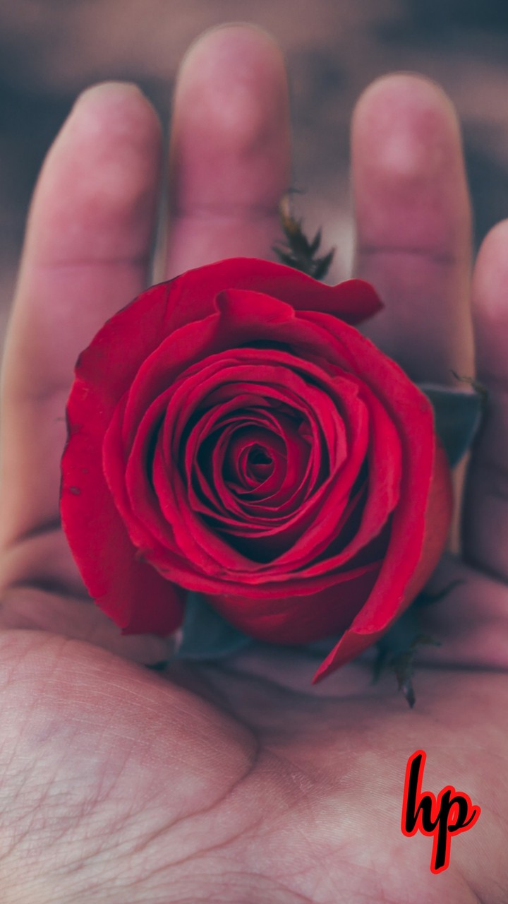 Red rose