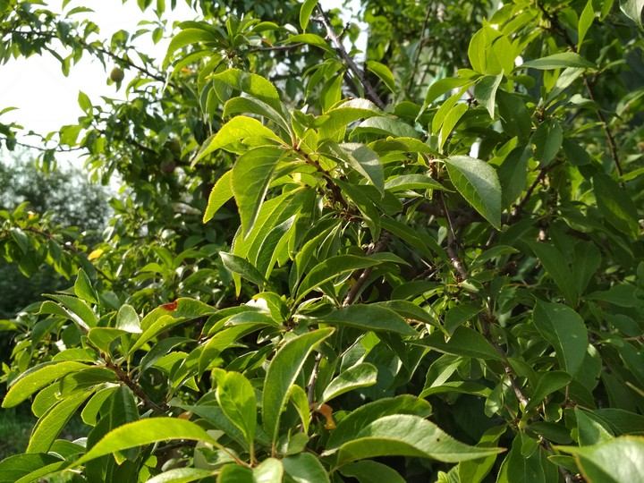 Leaves