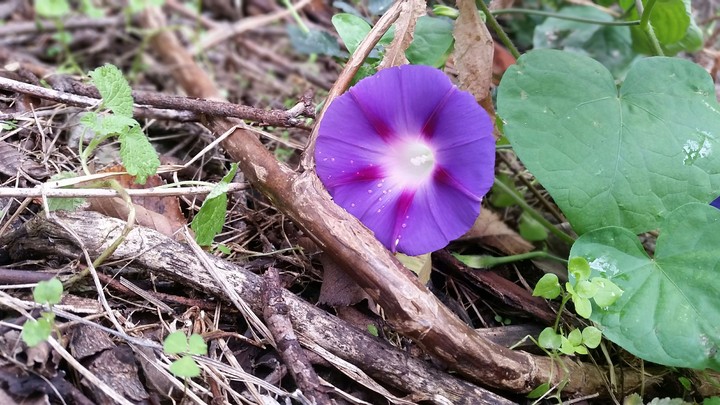 flower