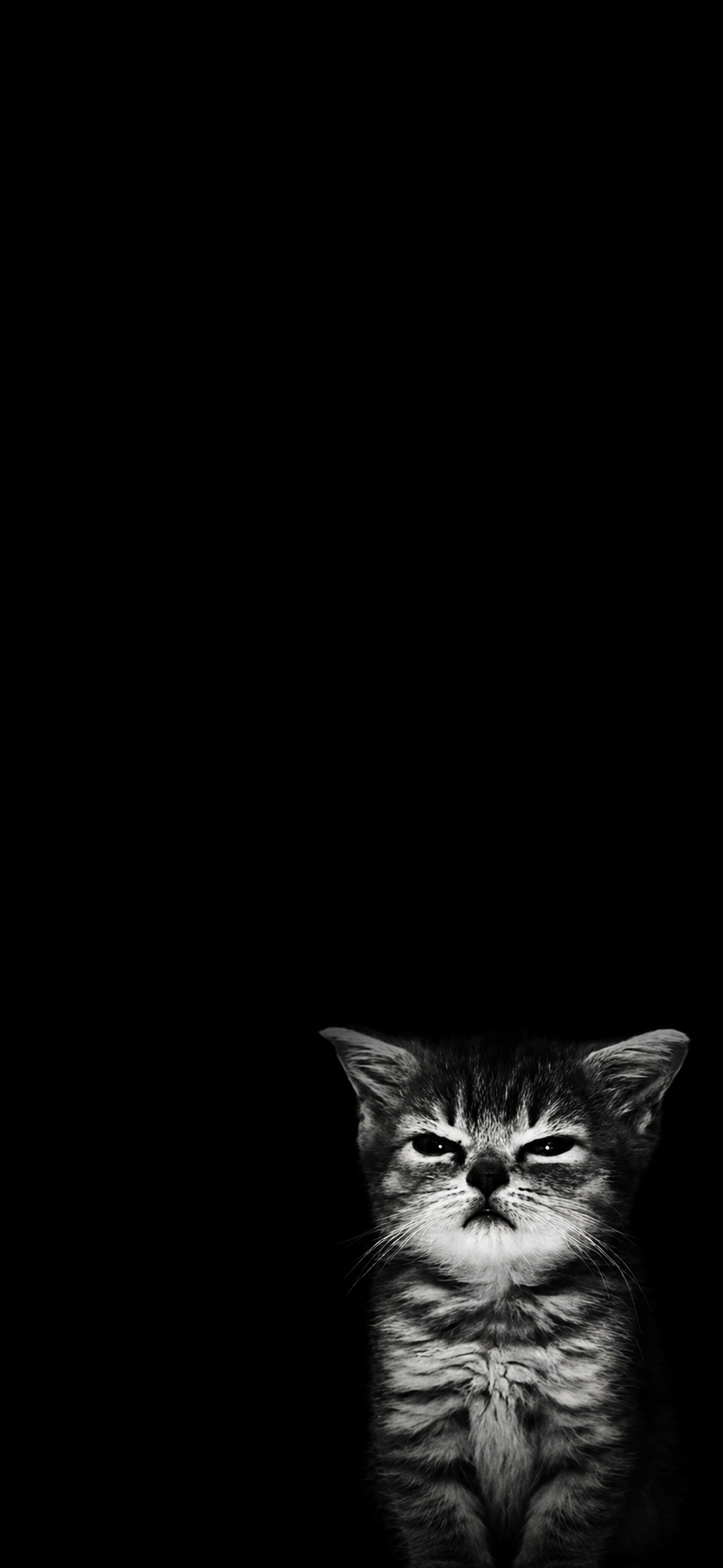 тапети monochrome, snout