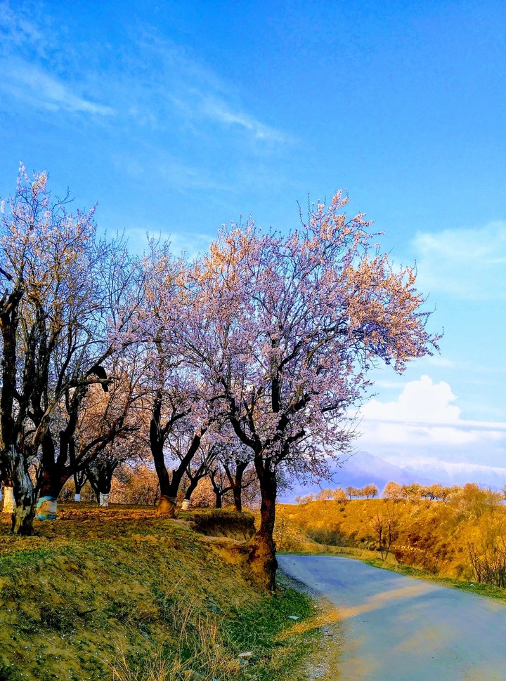 Almond blossom in Kashmir