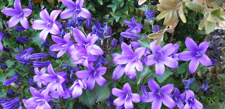 flower 2