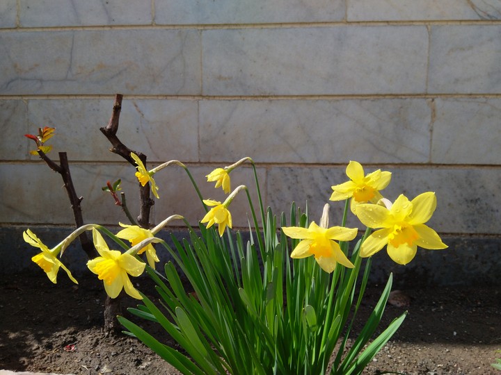 Narcissus Flowers