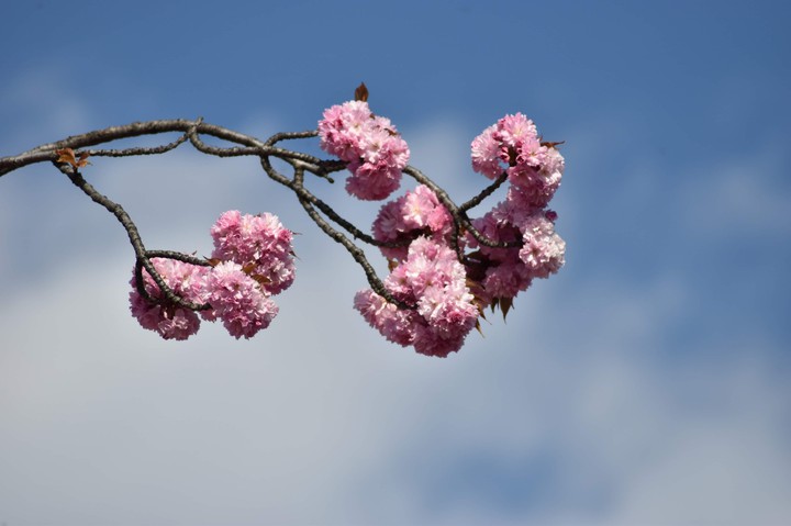 flower from the air