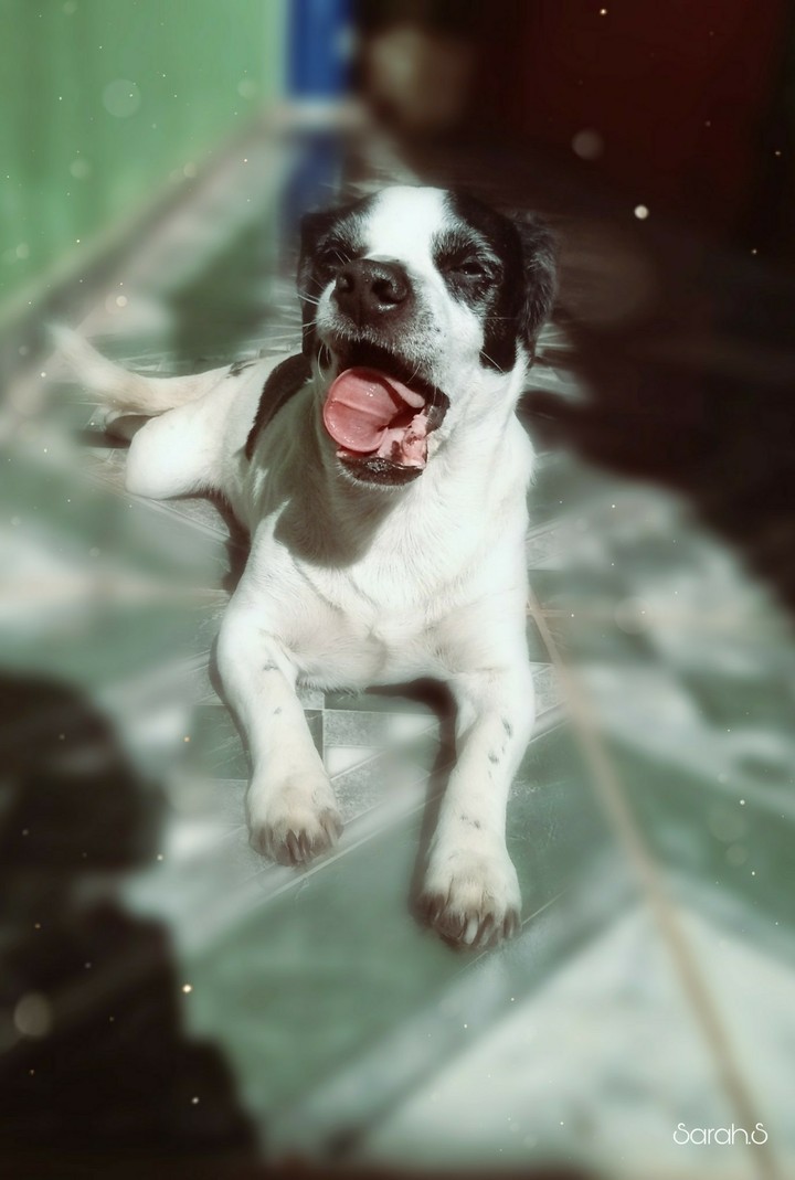 Tobhy