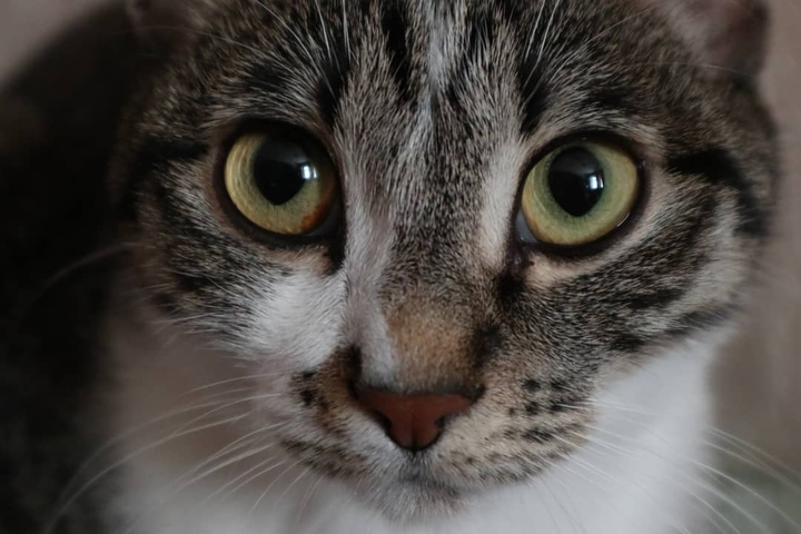 eyes
