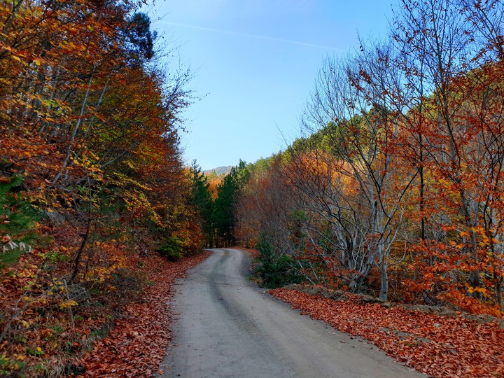 forest