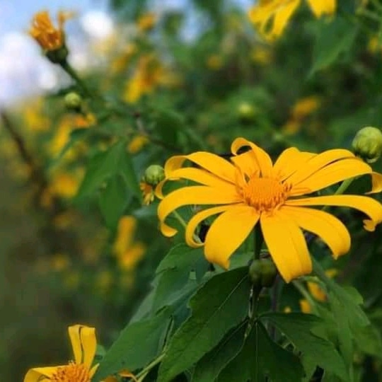 Beautiful winter's wild sunflowers
