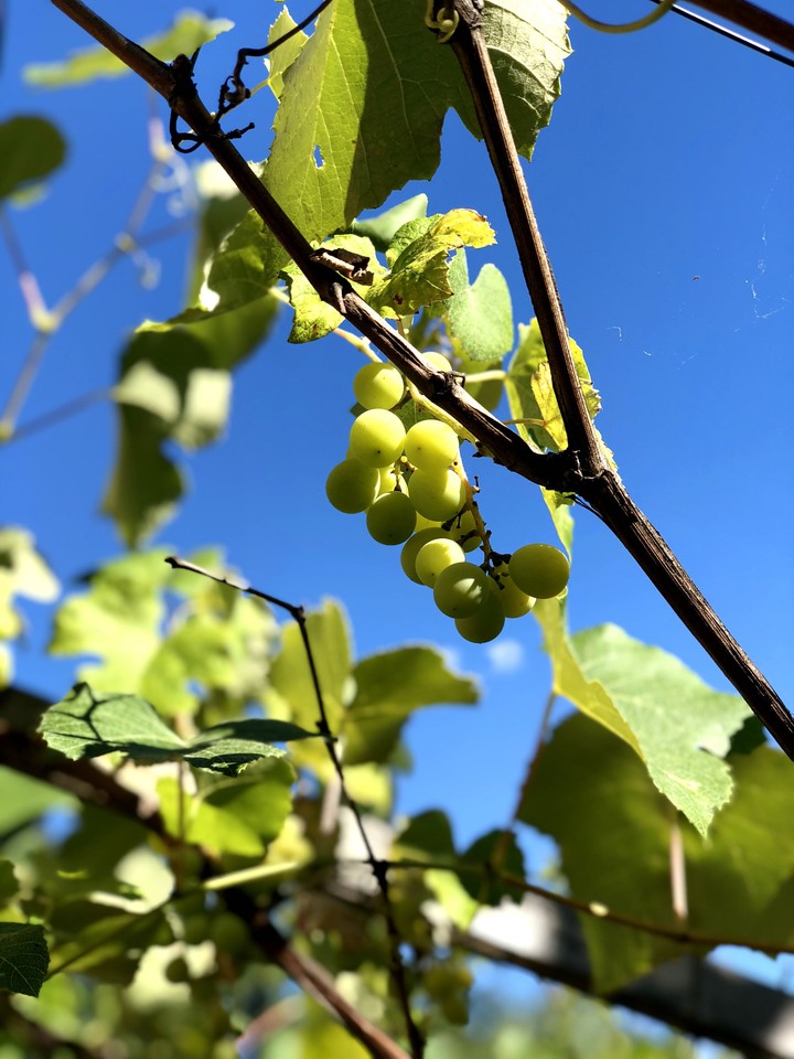 grapes