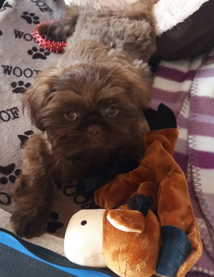 I'm the cutest puppy ever!!