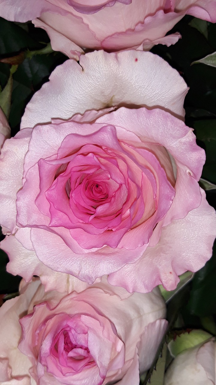 roses