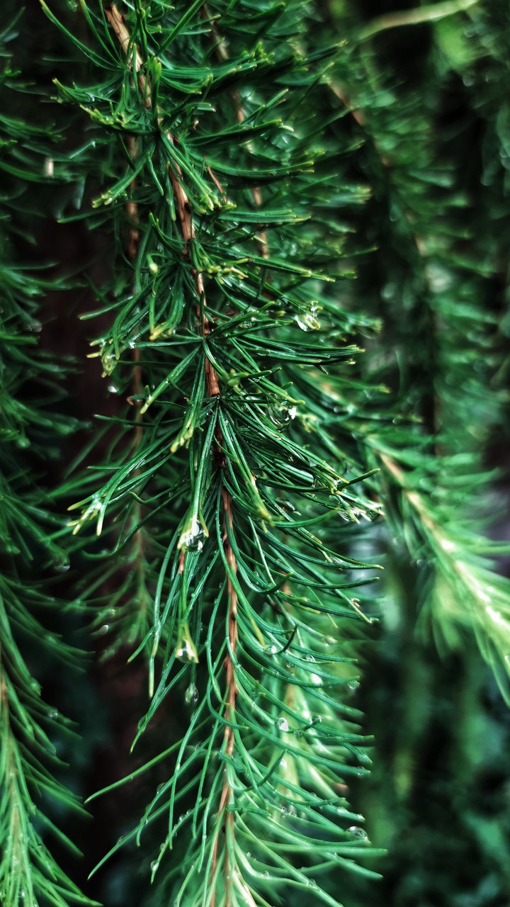Raindrops on fir needles