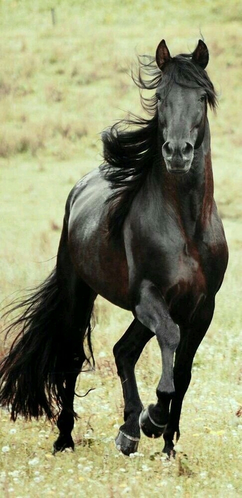 cavalos ARÁBIA SAUDITA