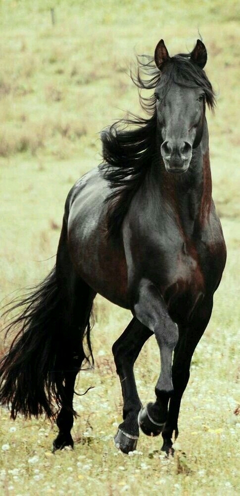 cavalos ARÁBIA SAUDITA