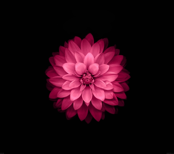 Super Amoled Flower