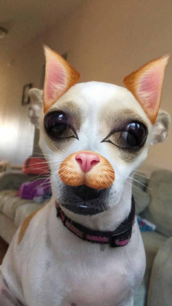 My dog as a cat on Snapchat!