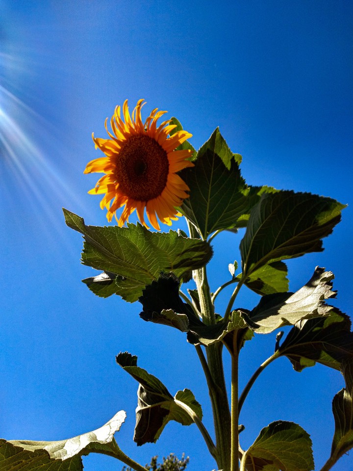 Flower background