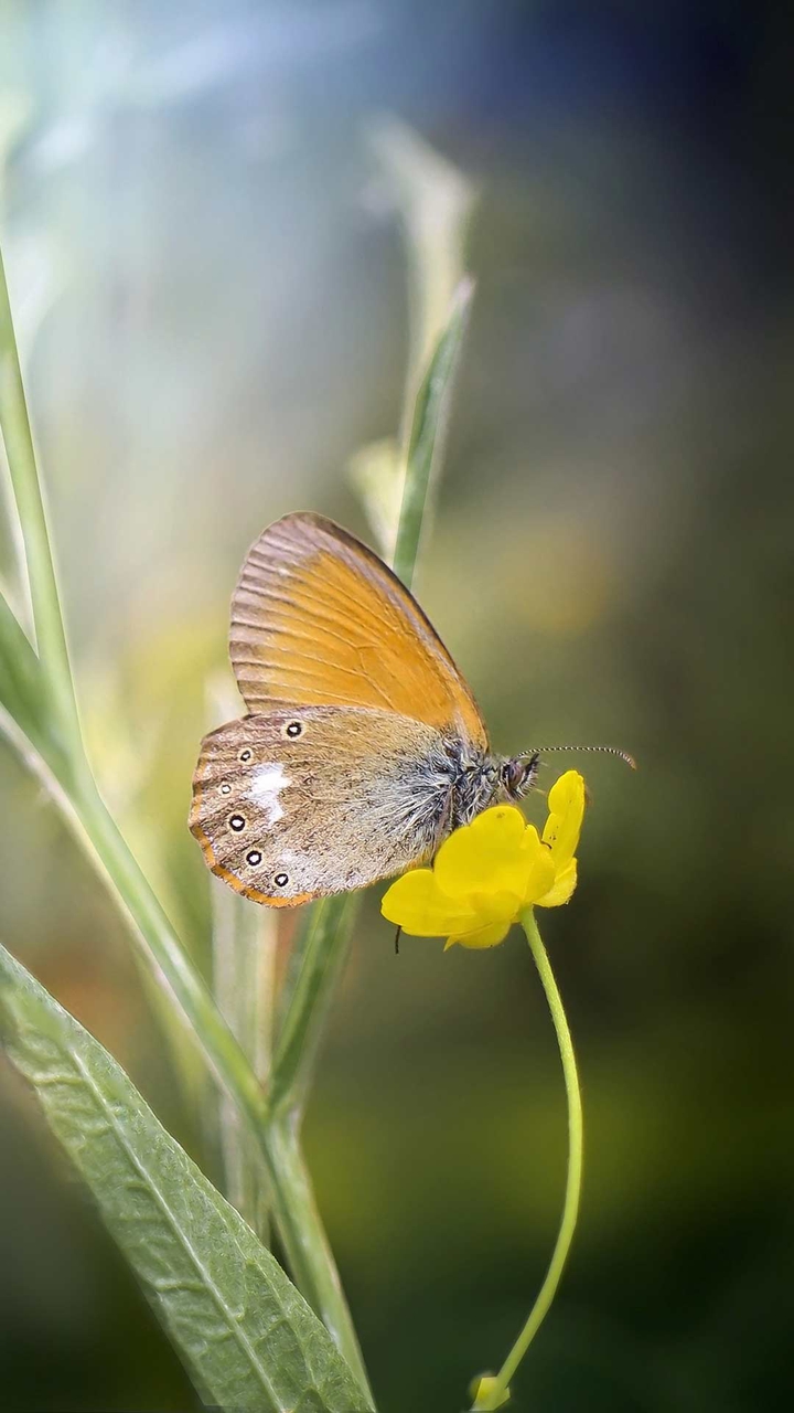 butterfly