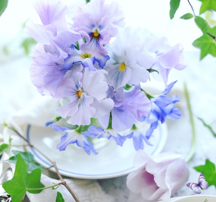 soft beauty