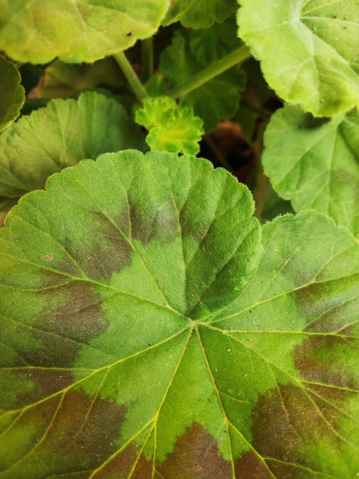 green the colour of freshness