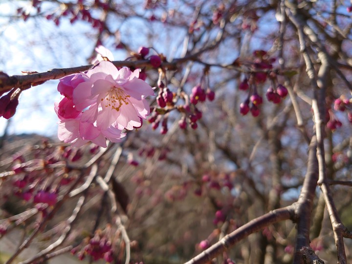 桜
