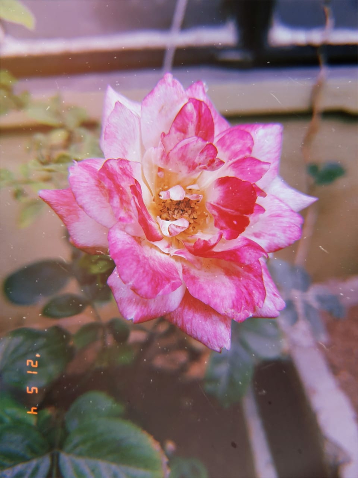 Pink Rose