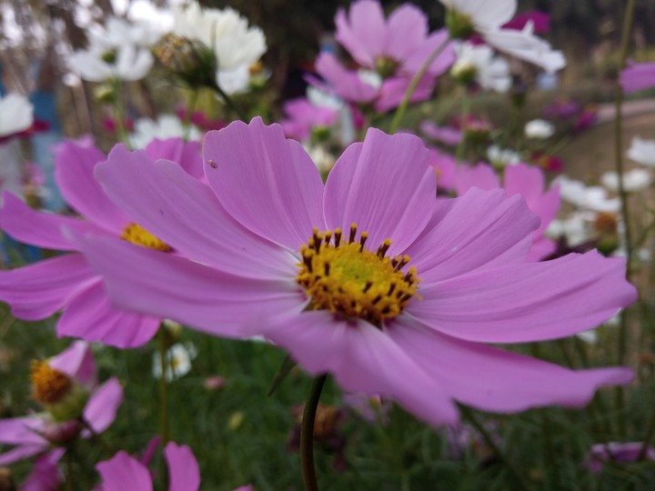 pink flower