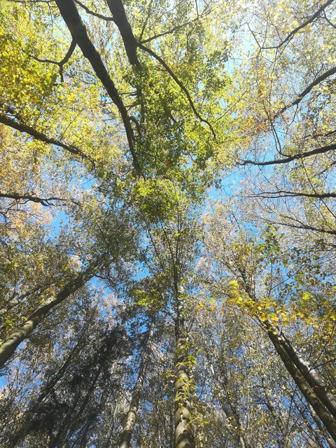 Look up