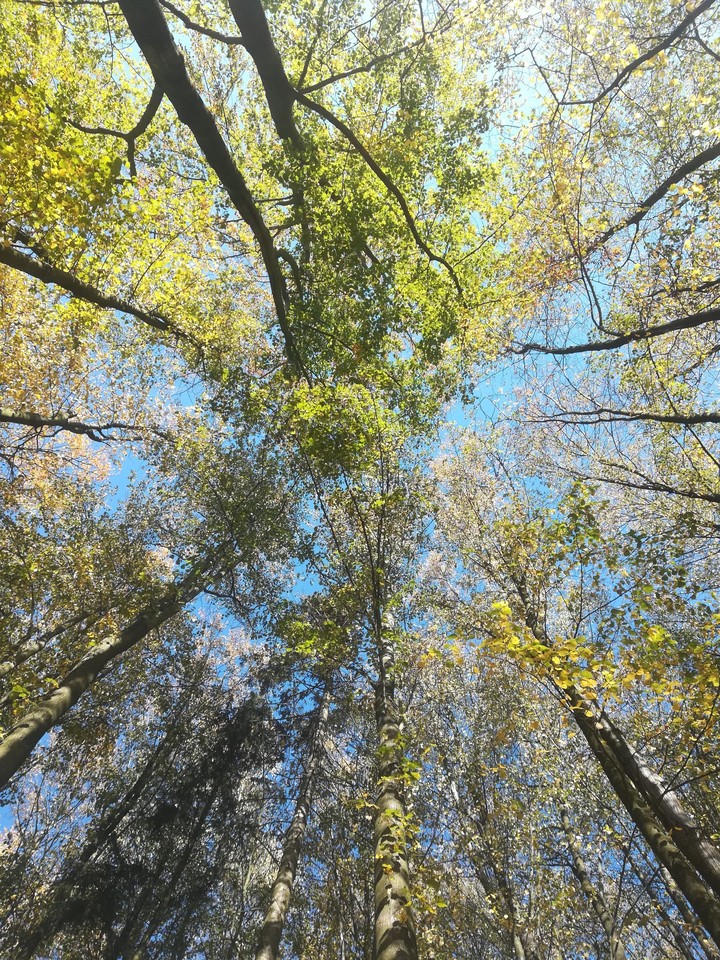 Look up