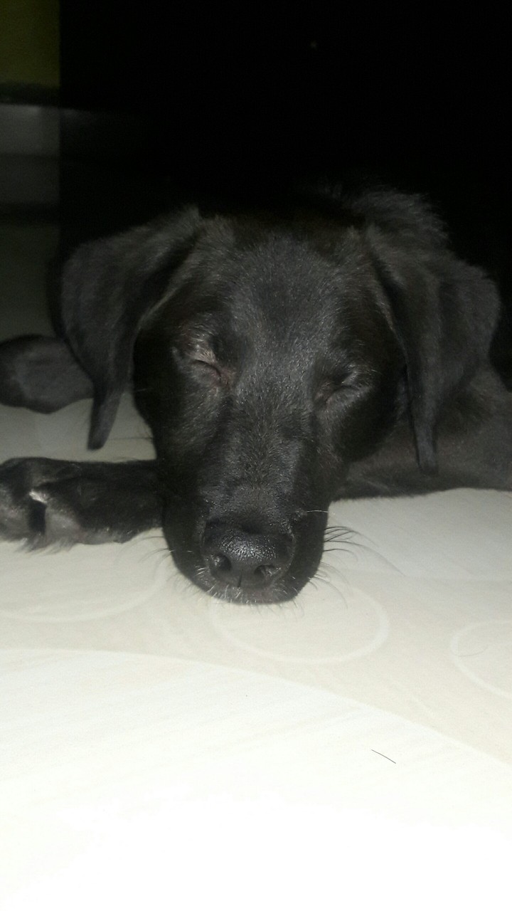 dog sleeping
