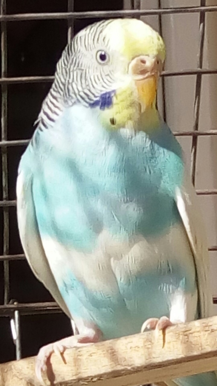 my budgie